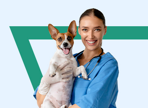 Female vet tech in blue scrubs is holding up a happy Jack Russell terrier.