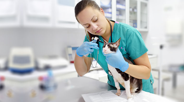 Veterinary Bachelors Degree Online INFOLEARNERS