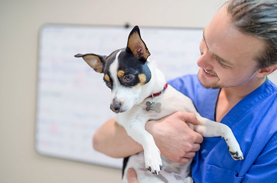 veterinarian with dog