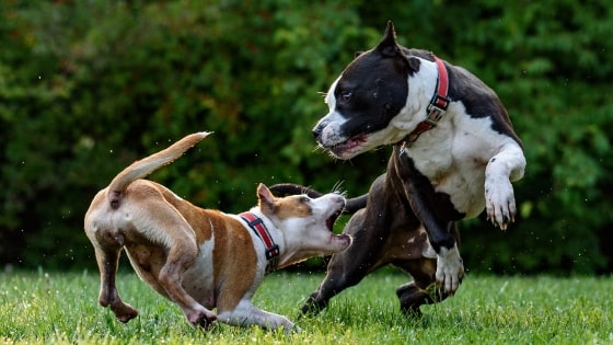 two dogs playing together
