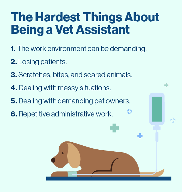 Your Veterinary Assistant Career Guide (salary, Job Duties 