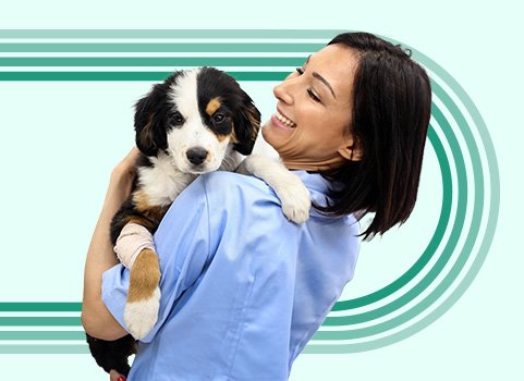 Difference Between Vet Technician and Vet Technologist