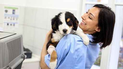 Online Vet Assistant Program Overview Penn Foster   Veterinary Assistant Career Diploma Externship 