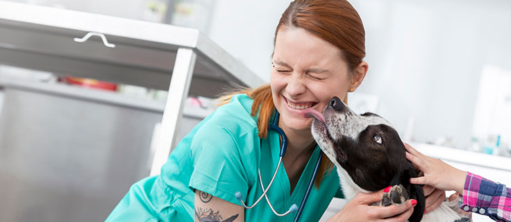 Online Veterinary Training Programs Penn Foster   Veterinary Assistant Career Diploma Desktop 